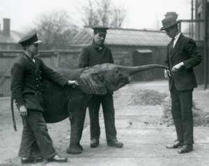 Young female African Pygmy Elephant Oojah raising her trunk for a treat at London Zoo, June 1925 by Frederick William Bond