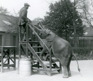 Young female African Pygmy Elephant Oojah with her front feet on the embarkation steps, reaching for her trainer with her trunk, London Zoo, June 1925 by Frederick William Bond
