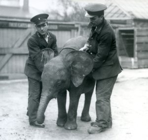 Young female African Pygmy Elephant Oojah with two Keepers at London Zoo in April 1925 by Frederick William Bond