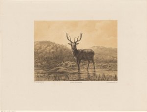 Deer in Landscape