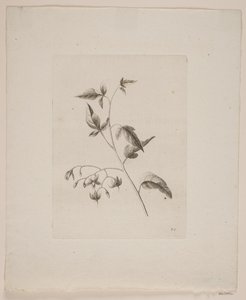 Flower Motif by Frederik Schepelern