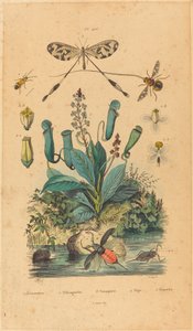 Insects and Flowers by French 19th Century
