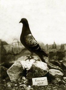 Animals during the First World War 1914-1918: The famous Vaillant pigeon
