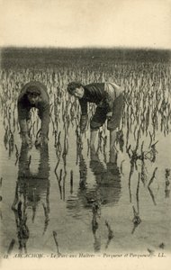 Arcachon, The Oyster Park by French Photographer