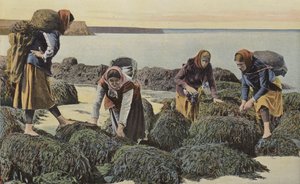 Boulogne-sur-Mer, Types of Mussel Gatherers