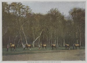 Exercising Racehorses at La Croix-Saint-Ouen in the Foret de Compiegne, France by French Photographer