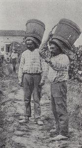 Grape Pickers at Work by French Photographer