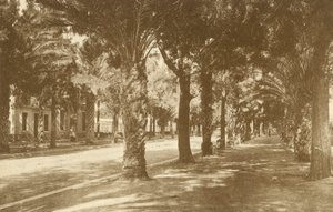 Hyeres, Avenue de la Gare, Allee de Palmiers by French Photographer