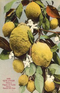 Lemons and lemon flowers