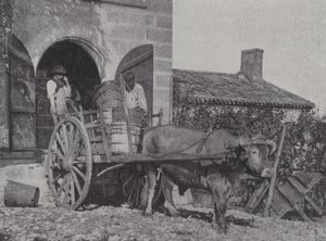 Transporting Harvested Grapes by Ox Cart by French Photographer