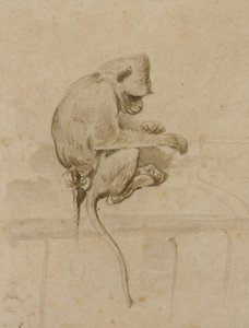 A Monkey by French School