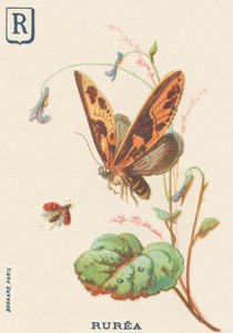 Rurea by French School
