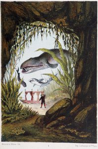 A Boy Under the Sea with a Whale and a Shark - in “Journey to the Bottom of the Sea” by H. de la Blanchère. Paris, ed. Jouvet et Cie, sd. 1880 by French School