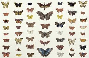 A Collage of Butterflies and Moths Including the Camberwell Beauty, the British Swallowtail, the Scarce Swallowtail, the Peacock and the Small Tortoiseshell, c.1830