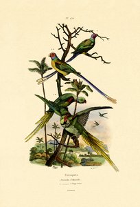 Alexandrine Parakeet by French School