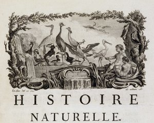 Allegory of Natural History on birds - in 
