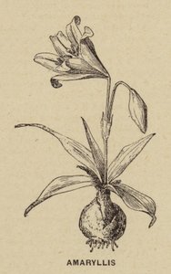 Amaryllis by French School