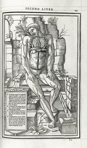 Anatomical Illustration, 1546