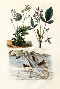 Angelshark, 1833-39