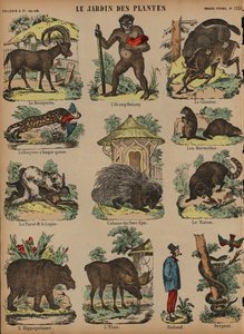 Animals at the Jardin des Plantes, Paris, France by French School