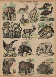 Animals of the Jardin des Plantes, Paris, France by French School