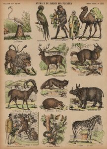 Animals of the Jardin des Plantes, Paris, France by French School