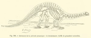 Animals of the Jurassic period, the brontosaurus by French School