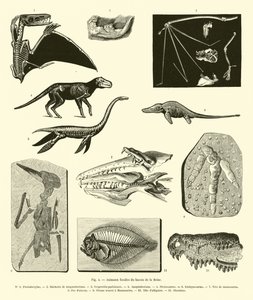 Fossil Animals from the Seine Basin
