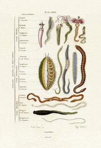 Annelids by French School