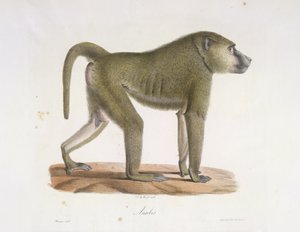 Baboon, from Histoire Naturelle des Mammifères by French School