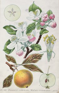 Apple Tree (Malus Communis)