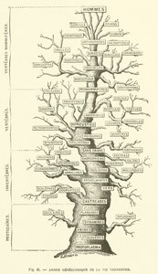 Genealogical Tree of Terrestrial Life by French School
