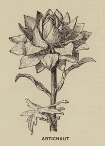 Artichoke