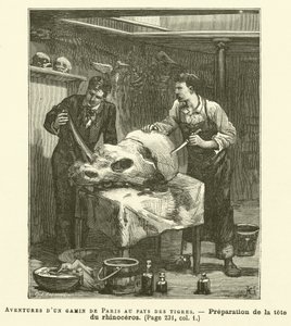Adventures of a Parisian Kid in the Land of Tigers (engraving) by French School