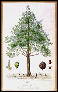 Bald Cypress Tree by French School