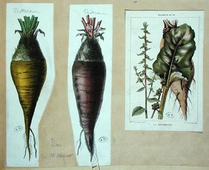 Beetroot, three botanical plates