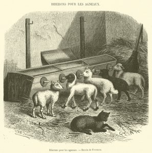 Bottles for Lambs (engraving) by French School