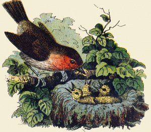 Bird and chicks in a nest. Engraving in "ABC indechirable on varnished canvas". Late 19th century