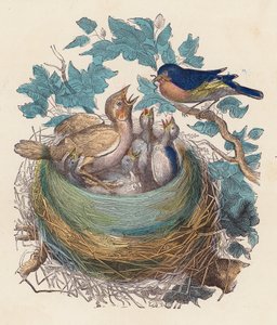 Bird feeding its young in the nest by French School