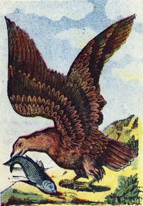 Bird of prey. Engraving in Alphabet des oiseaux. Imagery of Pont-a-Mousson, Marcel and/or Louis Vagne, Printer-Publisher, late 19th century. 16 pages. Dim: 20.5 x 14 cm