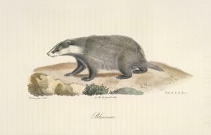 Badger, from Histoire Naturelle des Mammifères