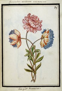 Bouquet of Anemones, c.1700