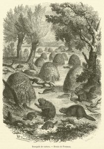 Beaver village