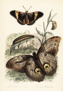 Brassolis sophorae butterfly, pupa and larva caterpillar by French School