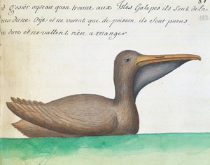 Brown Pelican (Pelecanus occidentalis), Galapagos Islands, Watercolour from Log Book by French School