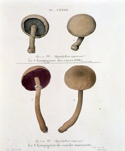 Brown layer mushroom - in 