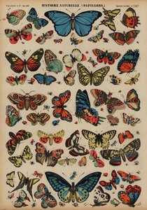 Butterflies by French School