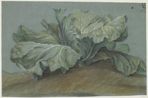 Cabbage Plant