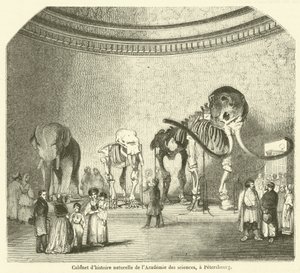 Natural History Cabinet of the Academy of Sciences, in St. Petersburg (engraving)