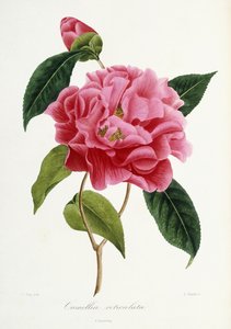 Camellia reticulata, 1839-1943 by French School